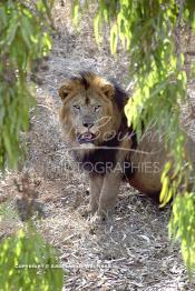 Image du Maroc Professionnelle de  MAX un jeune lion de l'atlas âgé de 7 ans effectue sa première sortie de cage depuis sa naissance au zoo de Témara près de Rabat. Mardi 27 Avril 1999. (Photo / Abdeljalil Bounhar)